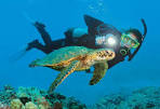 Scuba in aruba