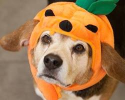 pet wearing a Halloween costumeの画像