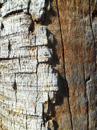 Image result for abstract texture photographs