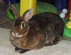 Mini Rex Rabbits - Animal-World