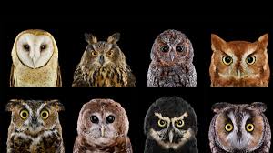 Image result for owls
