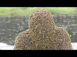 Résultat de recherche d'images pour "covered in bees"