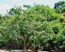 Image of Guava trees