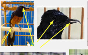 Hasil gambar untuk murai batu