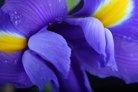 Resultado de imagem para primavera flor