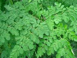 Image result for horseradish tree