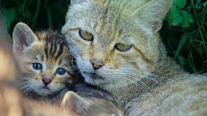 Weltkatzentag: Wildkatzen in Sachsen brauchen unsere Hilfe! - Imagen ilustrativa del artículo