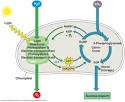 2 major parts of photosynthesis uses