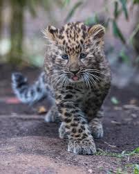 The Leopard Cub’s First Roar – A New Beginning in the Wild – New and Tips