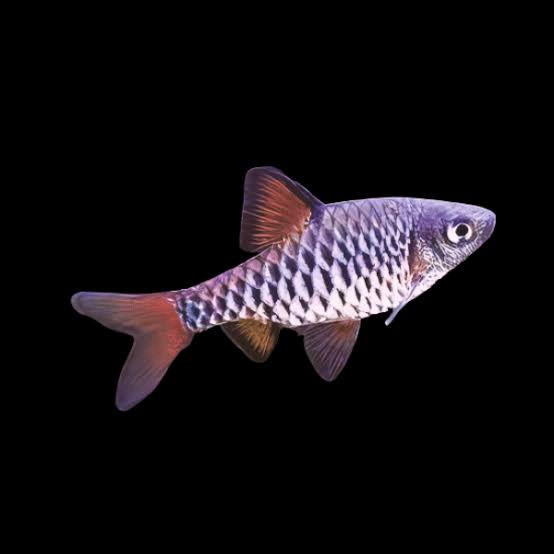 Checkered Barb Oliotius Oligolepis 4cm – Sims Tropical Fish