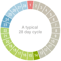 Image result for menstruation cycle calendar