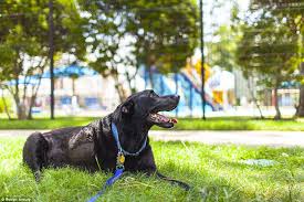 Resultado de imagem para Photos of dog's last day show love, joy