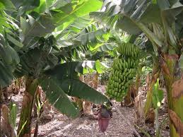 Image result for வாழை மரம்