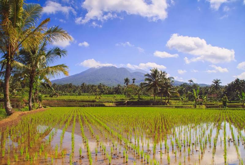 Tasikmalaya