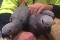 Image result for african grey parrot for sale