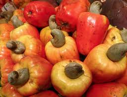 Food News – Cashew As Big Business In Nigeria – Gourmet Guide234