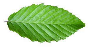 Image result for alder leaves