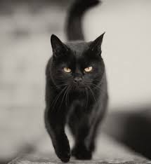 「黑貓」的圖片搜尋結果