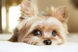 Image result for cute doggy