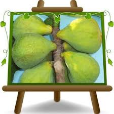 Risultati immagini per fico brogiotto