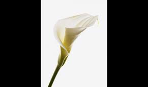 Znalezione obrazy dla zapytania kalia