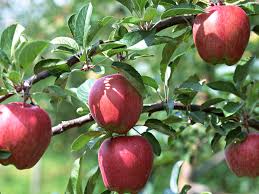 apple tree ile ilgili görsel sonucu