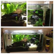 Image result for betta fish tank