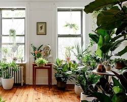Plants in a home