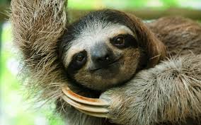 Sloth-borne Virus Similar to Zika Spreads to Humans in Amazon Region - 1