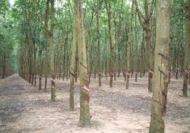 Image result for RUBBER PLANT