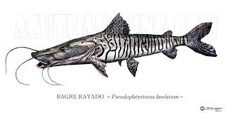 Image result for Amazon Catfish