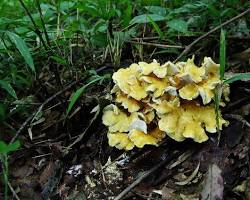 コウモリダケの画像