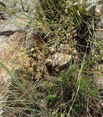 Image result for Psammotropha myriantha