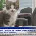 Kitten rescued from top of Dames Point Bridge in Jacksonville