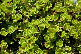 Resultado de imagem para beldroega