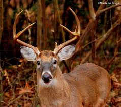 Image result for buck antlers