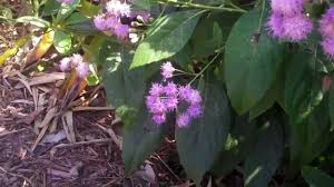 Image result for ironweed plant