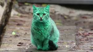 Image result for cats