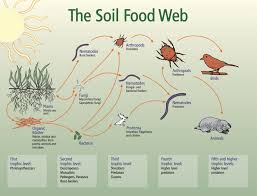 Image result for organisms and their environment