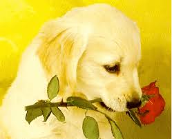 Ο σκύλος με το λουλούδι στο στόμα..