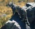 Andean Cat - International Society for Endangered Cats (ISEC )