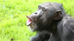 Muere Ai, la chimpancé que revolucionó el estudio de la inteligencia animal por reconocer más de un centenar