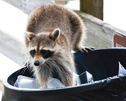 Image of raccoon in New York City