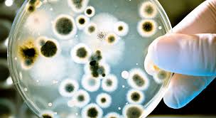 Resistant bacteria are a global problem. Now researchers may have found the solution – University of Copenhagen