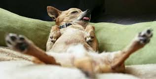 Risultati immagini per cani che dormono a pancia in su