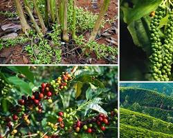 Image of Spices Plantations Wayanad