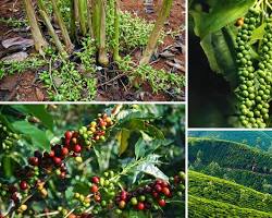 Image of Spices Plantations Wayanad