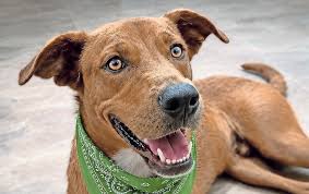 Promueven adopción responsable de mascotas