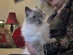 Bildergebnis für janus cat