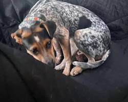 dog looking uncomfortable in a carの画像